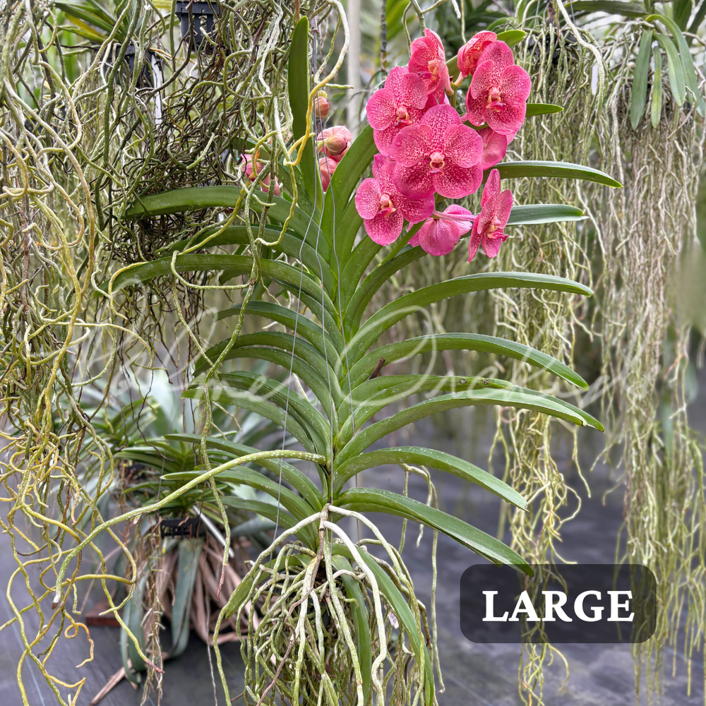 Vanda Uraiwan Belle (Red) — Palmer Orchids